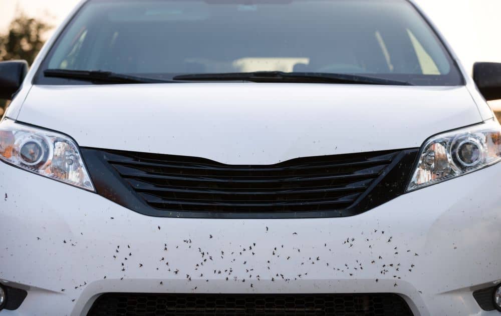 Bugs and insects stuck in front of car.